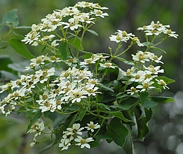 花草的地區(qū),花,區(qū)域