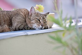 貓,休息,動物