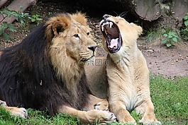 動物園,獅子,捕食