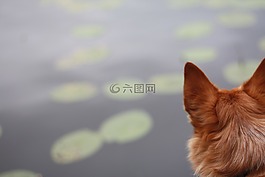 睡莲,水,湖