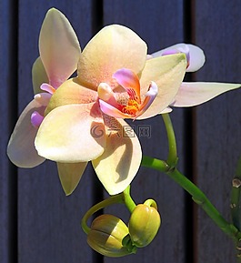 廠,蘭花,蝴蝶蘭