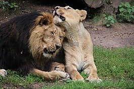 動物園,獅子,捕食