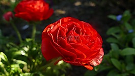 毛茛屬植物,開(kāi)花,紅色