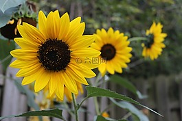 花,太陽(yáng)花,開(kāi)花
