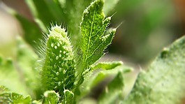 葉,植物區(qū)系,自然