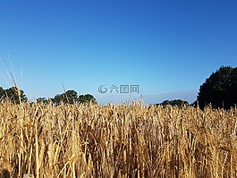 夏天,收獲,天空