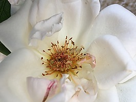 雌蕊,白玫瑰,花
