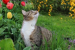 花園,tomcat的,貓
