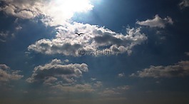 天空,云,鳥
