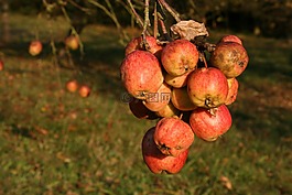 蘋果,秋季,水果