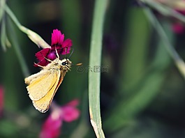蝴蝶,花,夏天