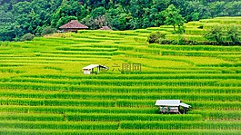 水稻,原野,農(nóng)場(chǎng)