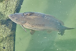 鯉魚,河,性質(zhì)