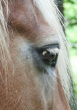 马,haflinger,马眼