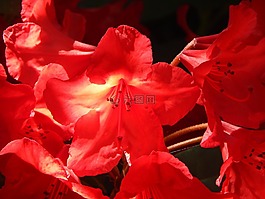 鮮花,花園,rhodies