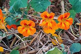 焊菜屬的植物,水芹,橙