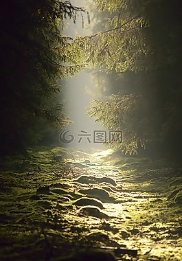 森林,性質(zhì),秋季