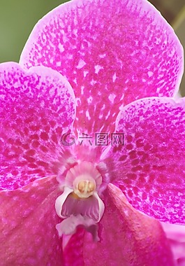 蘭花,粉紅色,白