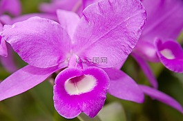 蘭花,粉紅色,白
