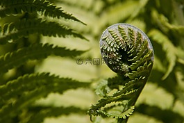 蕨類,蕨菜,綠色
