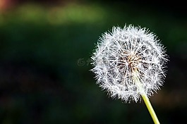 蒲公英,花,鮮花