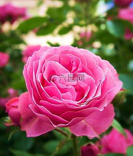 玫瑰,鮮花,薔薇