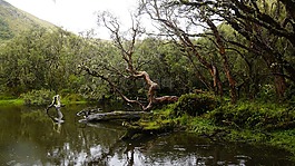 厄瓜多爾,polylepis,南