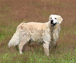 金毛獵犬,狗,動物