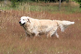 金毛獵犬,狗,動物