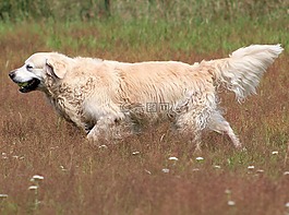 金毛獵犬,狗,動物