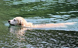金毛獵犬,狗,動物
