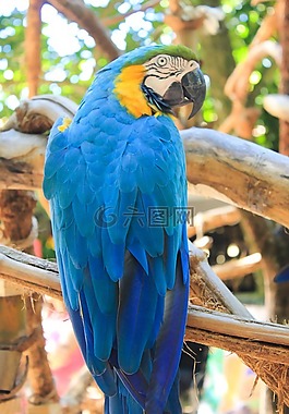 ararara,鳥,巴西動植物