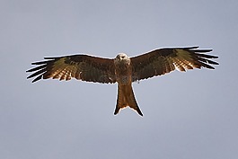 米蘭,鳥,飛