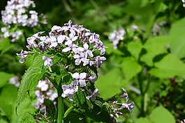 lunaria,多年生,lunaria rediviva