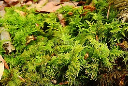 苔,苔蘚植物,rokytnik