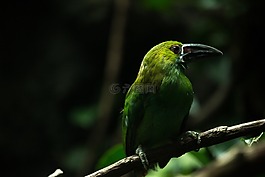 動物,禽,鳥