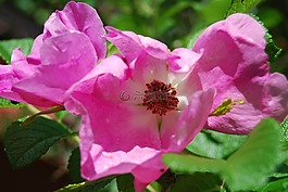 野生玫瑰,花,粉紅色