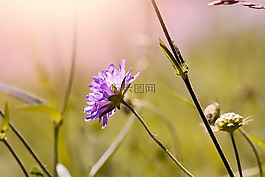 花,開花,紫