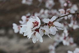 花,自然,植物區(qū)系
