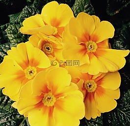 報春,鮮花,春天