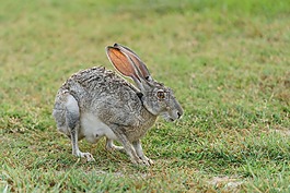 動物,可愛,原野