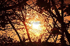 太陽,樹木,日落