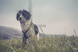 可愛的,動物,狗