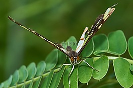 蝴蝶,性質(zhì),昆蟲