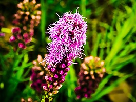gayfeather,liatris,北美花