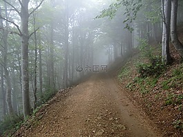 徑,林,霧