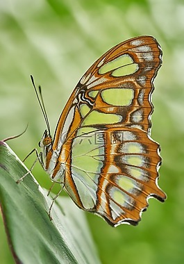 蝴蝶,性質(zhì),昆蟲