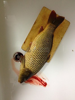 死亡,魚(yú),動(dòng)物