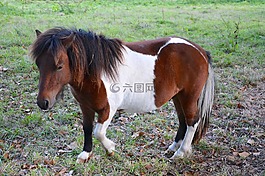 設(shè)得蘭小馬,小馬,顏色走