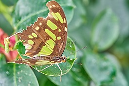 蝴蝶,性質(zhì),昆蟲